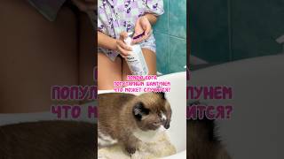 💜 Помою питомца популярным шампунем, что может случиться? #фиолетовыйшампунь арт164158698