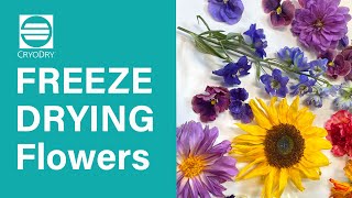 Freeze Drying Flowers with CD8 Freeze Dryer #flowerpreservation