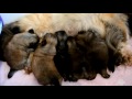 Furrybliss Pekingese puppies