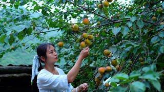 Apricot Harvesting! This Is Not What I Expected!