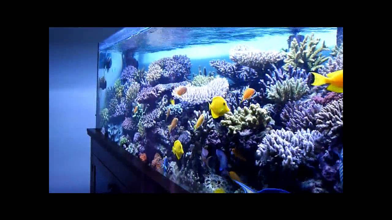 L'acquario di Pietro