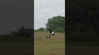 Have you ever seen eagles and foxes fight over rabbits? Unbelievable wildlife footage. #wildlife