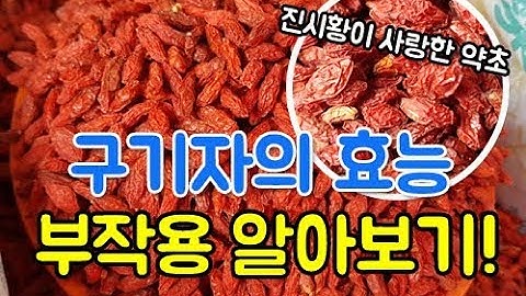 구기자의 효능 부작용 총정리 Koji Berry Efficacy