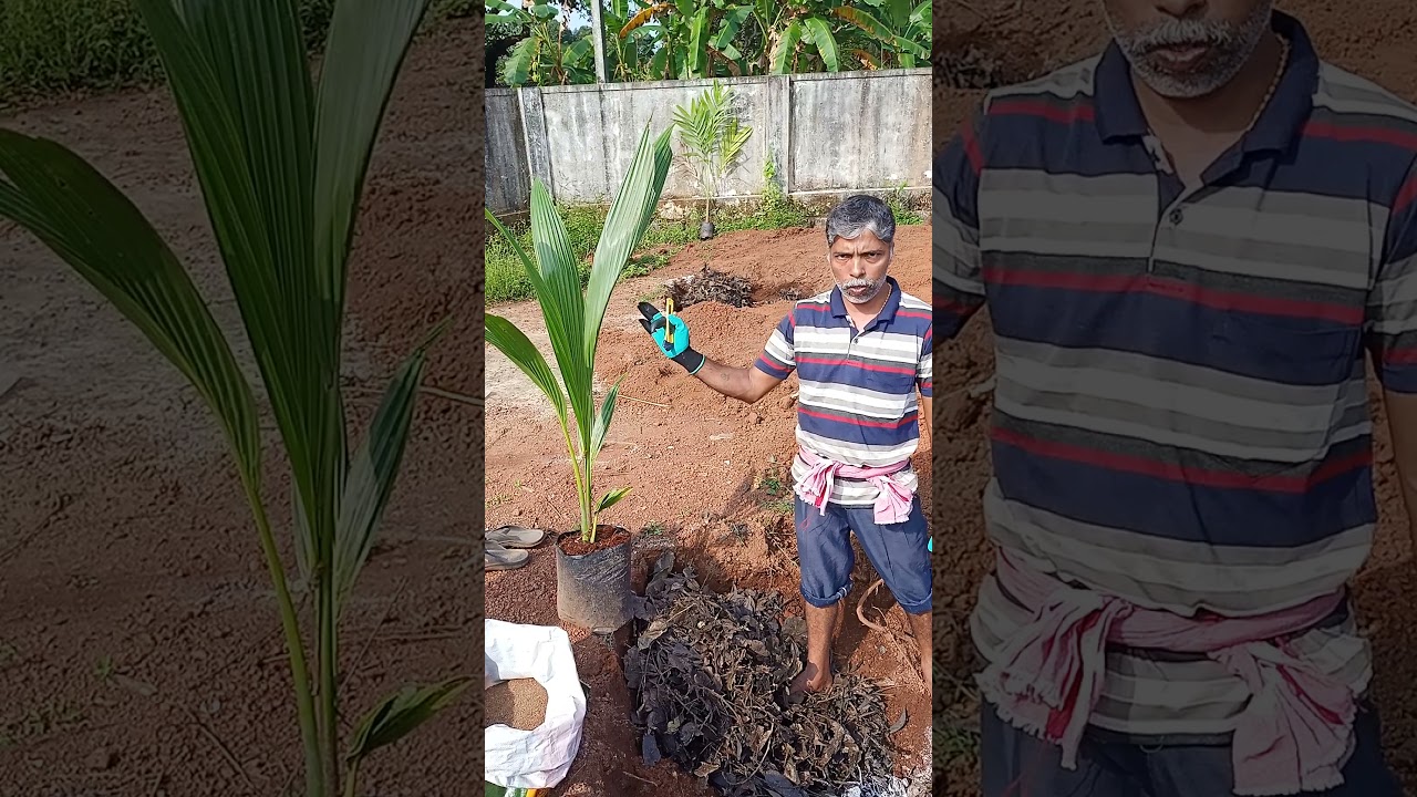 ತೆಂಗಿನ ಗಿಡ ನೆಡುವ ವಿಧಾನ