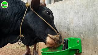 Automatic water bowl cow farm kannur/@farmhousevikasvikky/WhatsApp:00919061706787