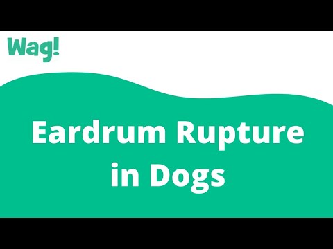 Eardrum Rupture in Dogs | Wag!