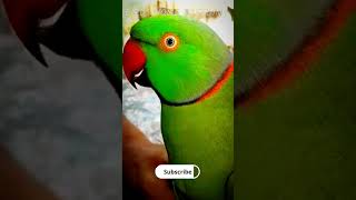 Men Mithu | Ringneck Parrot Taking shorts parrots talkingparrot