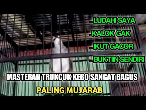 burung cucak/trukcuk