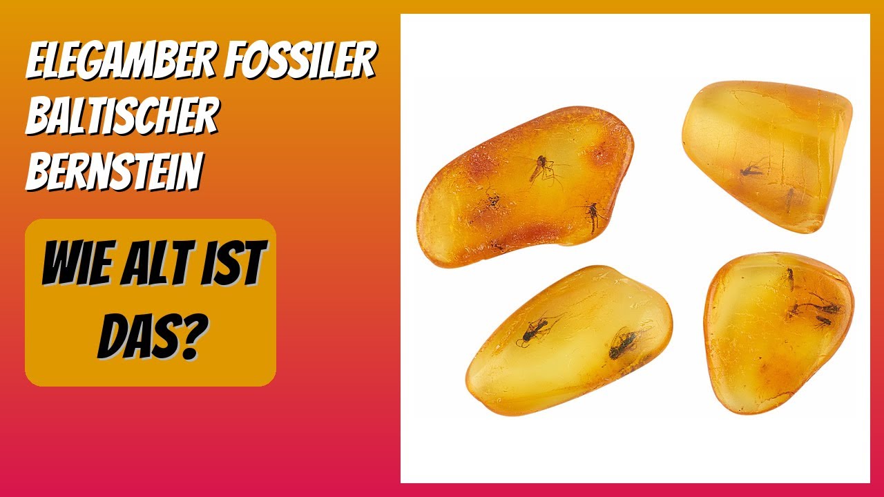 BEWERTUNG (2025): ELEGAMBER Fossiler Baltischer Bernstein. Infos