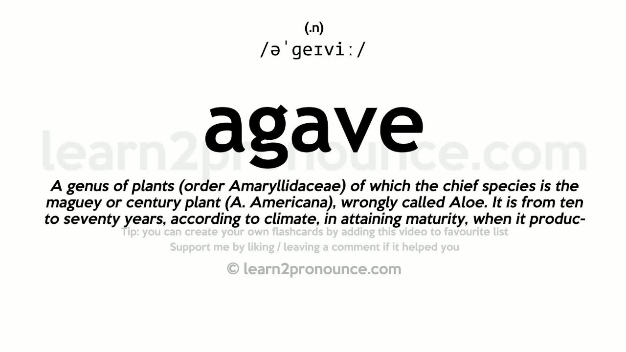 Pronunciation of Agave | Definition of Agave