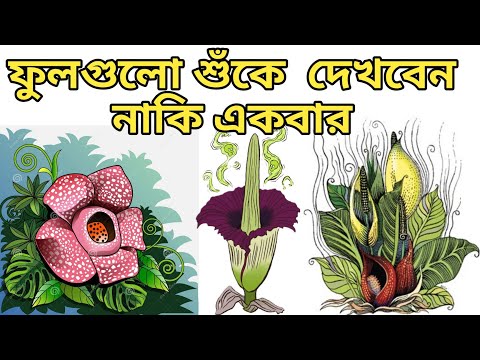 ভিডিও: পৃথিবীর সবচেয়ে দুর্গন্ধযুক্ত ফুল