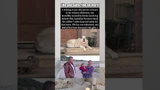 🐶Hero Dog Buford Rescues Missing Boy!🥹