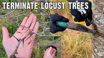 How to terminate locust trees