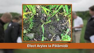 Arylex™ active - efect asupra buruienilor