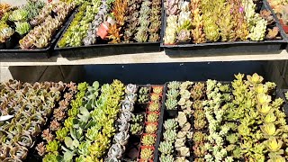 Plant Shopping and Nursery Tour at Wegman's Nursery (Redwood City, CA)
