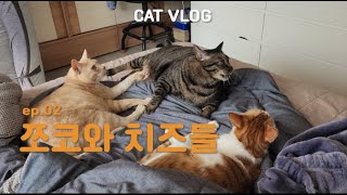 [쪼코와 치즈들 Ep.02] 쪼코와 치즈들의 2월 by 쪼보해조리 34 views 7 months ago 9 minutes, 17 seconds