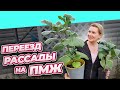 НОЧНОЙ ДОЖОР | ЗИМНЯЯ ПЕТУНИЯ | ИЗЧЕЗНУВШАЯ ШПАЛЕРА