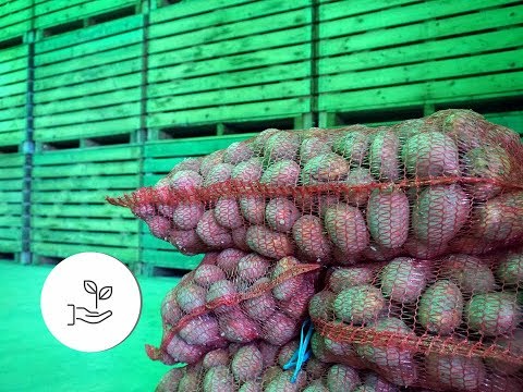 Video: Sodo bulvių laikymas: kaip laikyti bulves žiemą