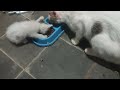 Kucing anak dan ibu makan bersama