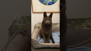 Russian Blue Cats sitting under heater