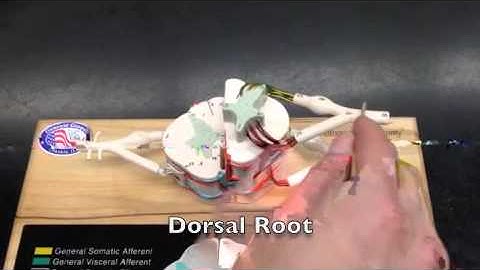The Reflex Arc and Spinal Cord Anatomy