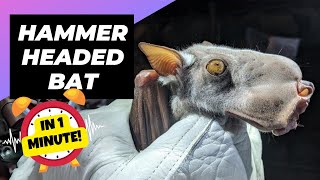 Hammer-Headed Bat 🦇 Does This Creature Exist? | 1 Minute Animals by 1 Minute Animals 5,881 views 1 month ago 1 minute, 6 seconds
