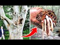 5 सबसे खतरनाक पेड़ छूने से मौत हो जाती है 5 Most Dangerous Trees You Should NEVER Touch