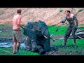 When a Human Saves a Drowning Baby Elephant, the Herd Does Something Unexpected