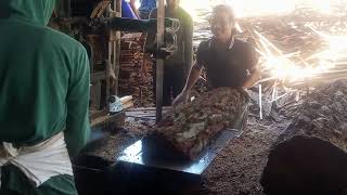 POTONG KAYU PINUS,, HASIL MELIMPAH...