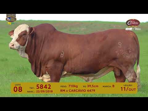 LOTE 08 - TAT 5842