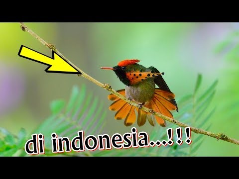 10 Burung Terindah dan Terunik di Dunia & INDONESIA