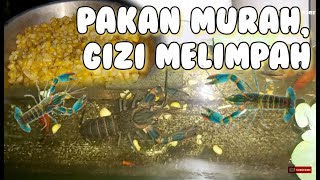 PAKAN MURAH NAMUN MANFAATNYA UNTUK LOBSTER AIR TAWAR SANGAT LUAR BIASA