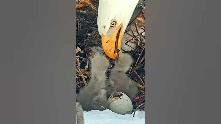 P#925- Review mother birds brings food to feed her babies in the nest, baby birds life #birdslover
