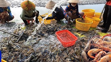Thu Hoạch Tôm Càng Xanh Làm Lai Rai Với Tôm Luộc, Nướng, Tái Chanh || Ẩm Thực Miệt Vườn