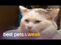 Super Cool Cat | Best Pets of the Week