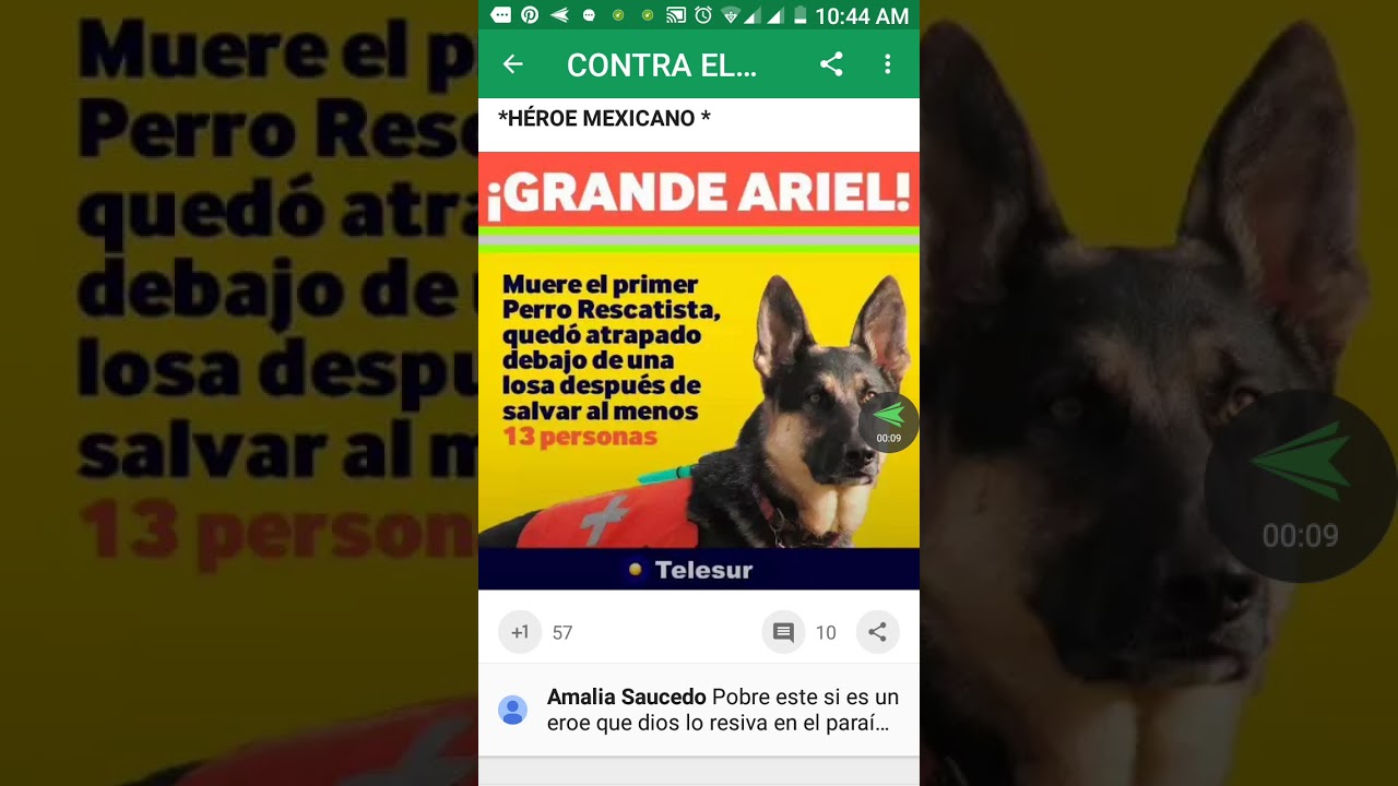 Millones de personas exigimos que tambien salven a los ANIMALES practicus kabbalah