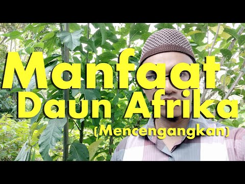 Manfaat Daun Afrika untuk Kesehatan [Mencengangkan]