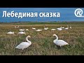 Лебединая сказка. Лебеди-кликуны (Cygnus Cygnus) осенью. Съёмка с дрона DJI Mini 2.