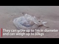 Huge barrel jellyfish are washing up on Welsh beaches