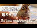 シマリスと踊ってみませんか?/Let's dance with chipmunk!