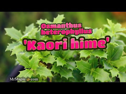 Osmanthus heterophyllus 'Kaori hime' | Small Leaf False Holly | MrMaple Clips 🍁