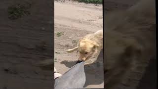 Dog Chases Motorcycle, Grabs Rider's Leg