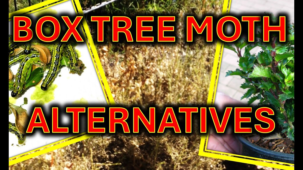 Box tree moth, control and replacement