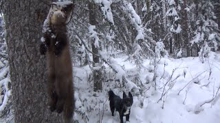 На Избу С Ночевкой / Охота На Куницу Капканами / Куница / Бобр