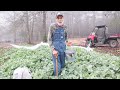 We Didn't Have to PLANT These! Volunteer POTATO Plants in December