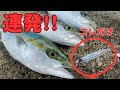 【ショアジギング】初心者もコレだけ投げれば釣れます