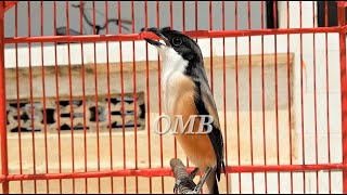 Download Lagu Cendet mana yang nggak bakalan NYAUT Dengar MASTERAN Cendet ini MP3