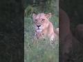 Adorable lion cubs trying to play with mom #lion #shorts