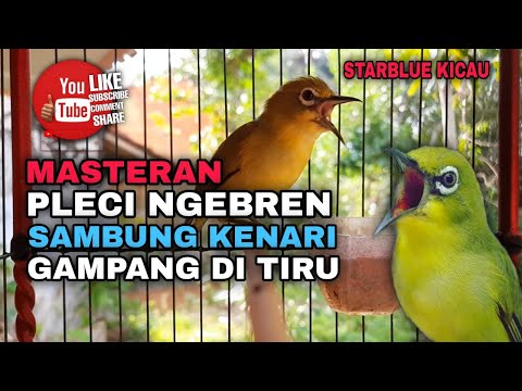 Masteran Pleci wit wit kenari sambung bren ciblek panjang terbaru _ Terapi pleci nembak materi