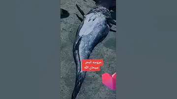 عروس البحر 